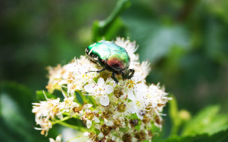 Green bug white flower macro - white flower and leaves free wallpaper