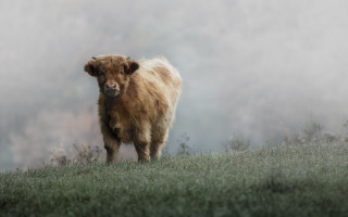 Brown cow field forest fog - top of a grass free wallpaper