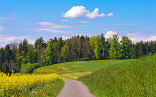Dirt road field trees yellow - a dirt road in a field free wallpaper