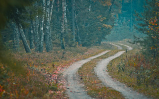 Dirt road forest bear autumn - a dirt road in the middle of a forest free wallpaper