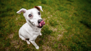 White dog pink tongue grass 2 - its mouth free wallpaper