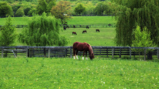 Horse grazing fence trees forest - anne rigney free wallpaper for desktop