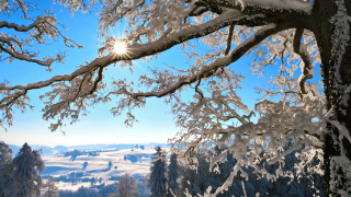 Snowy landscape trees bright sun 4 - a blue sky and some clouds free wallpaper