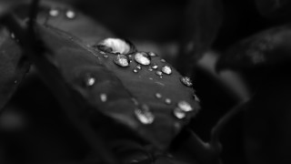 Black white leaf water droplets - derold page free wallpaper