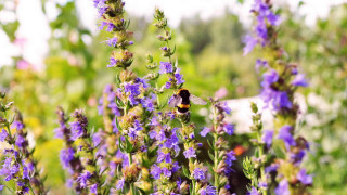 Bee flower field purple bokeh - purple flower free wallpaper for desktop