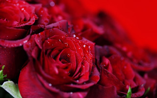 Red roses water droplets macro 3 - red rose free wallpaper for desktop