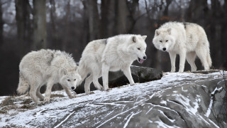 White wolves snowy hills woods - caspar wolf free wallpaper for desktop