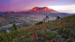 Mountain sunset flower river forest - wildflower free wallpaper