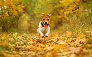 Dog leaves autumn blurry fire - elke vogelsang free wallpaper