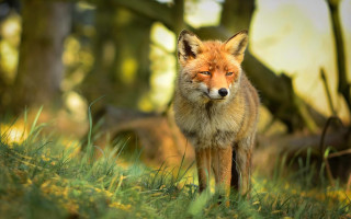 Red fox grassy trees bokeh - the sunlight free wallpaper
