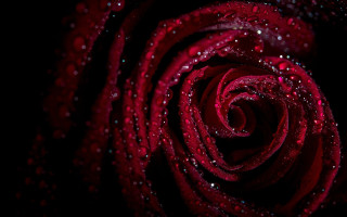 Red rose water droplets gothic 11 - petal free wallpaper