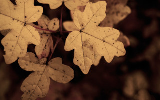 Leaf brown background blurry spots - spot free wallpaper