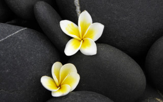 Yellow white daisy lily lotus - anthony devas free wallpaper for desktop