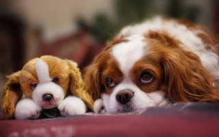 Dog laying bed stuffed animal - the other side free wallpaper for desktop