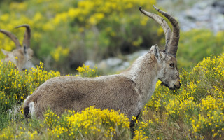 Goats yellow flower field autumn - yellow flower and grass free wallpaper