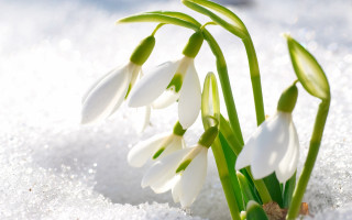 Snowdrops snow flakes ecological art - ecological art free wallpaper