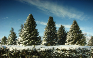 Snowy field trees blue sky - a blue sky in the background free wallpaper for desktop