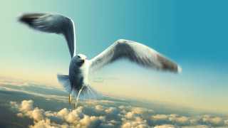 Bird flying clouds blue sky 2 - surrealism free wallpaper for desktop