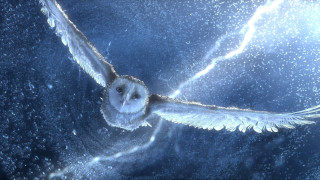 Owl flying wings open bright - an owl free wallpaper