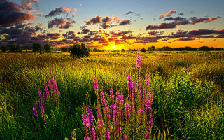 Purple flowers sunset clouds trees - flora macdonald reid free wallpaper for desktop