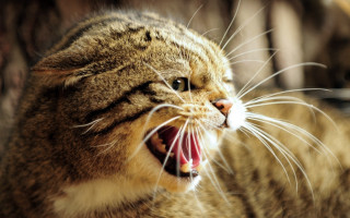 Cat wide open mouth sharp - mouth wide open free wallpaper