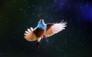 Bird owl night sky star - wing free wallpaper