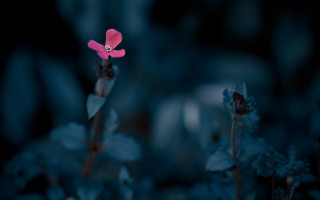 Pink flower dark room blue - blue flower free wallpaper