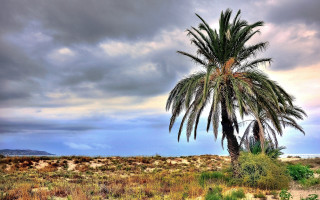 Palm tree field mountain cloudy - australian tonalism free wallpaper for desktop