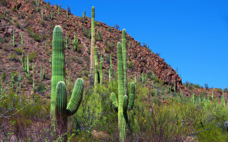 Large green cactus mountain sky - free seasons wallpaper