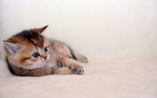 Tiny white cat on bed - a curtain free wallpaper
