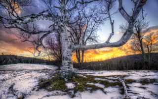 Tree sunset snow grass nature - a sunset in the background free wallpaper