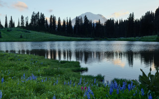 Lake forest mountain blueflowers nature - blue flower free wallpaper