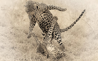 Mother leopard cubs wild sepia - wild free wallpaper