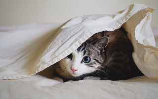 Cat hiding under blanket bed - under a blanket free wallpaper