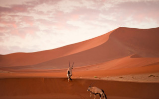 Desert antelope cloudy sky sunset - arie smit free wallpaper for desktop