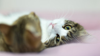 Cat pink blanket blue eyes - a pink blanket free wallpaper