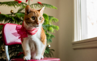 Cat bowtie christmas shiba outdoors - f 1. free wallpaper for desktop
