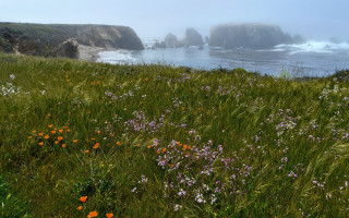 Wildflower ocean cliffs fog saturated - a field of wildflowers free wallpaper