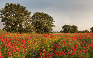 Flower field trees cloudy sky - a field of flowers free wallpaper for desktop