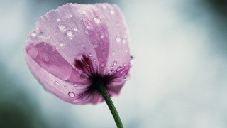 Pink flower water droplets macro 22 - charles rennie mackintosh free wallpaper