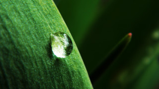 Leaf water drop macro green - a drop of water free wallpaper for desktop