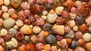 Colored shells beach brown sand - rich deep color free wallpaper