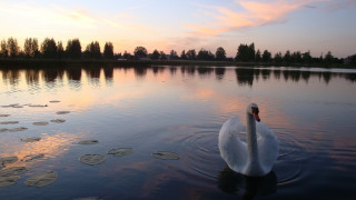 Swan water sunset pink sky - dirck van der lisse free wallpaper