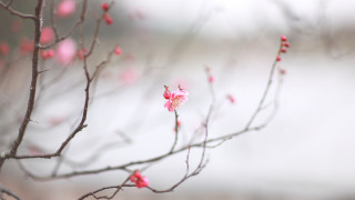 Pink flowers branch bloom outdoors - canon 5 0 mm free wallpaper