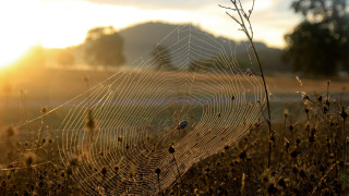 Spider web bird mountain sunset - alton tobey free wallpaper for desktop