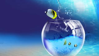 Fish bowl yellow fish blue - mouth free wallpaper for desktop