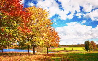 Autumn lake trees clouds sky 2 - a few tree free wallpaper for desktop