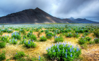 Blue flower mountain sky field - blue flower free wallpaper