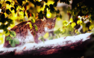 Curious cat snow woods fire - free winter wallpaper