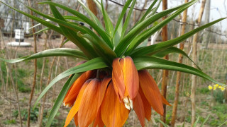 Flower field bamboo fence building - a field of grass and dirt free wallpaper